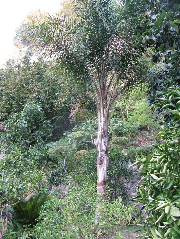 Syagrus romanzoffiana
