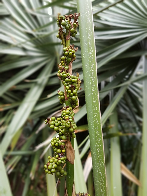 Jardin des Plantes Nantes Palmiers sept 2017 (4).jpg