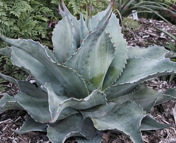 Agave-ovatifolia-Vanzie.i-3242.s-63768.r-1_e530d8e4-ae3e-4d1f-a763-0c541832606f_1024x1024.jpg