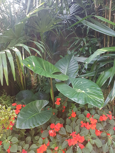 Alocasia gigantea sept 2017 (1).jpg