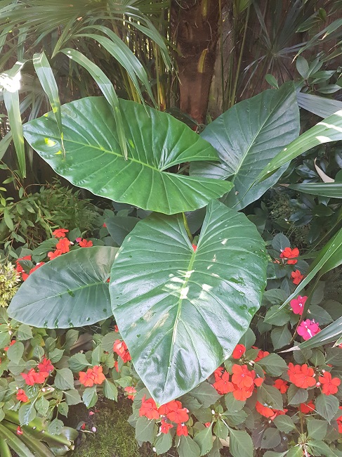 Alocasia gigantea sept 2017 (2).jpg