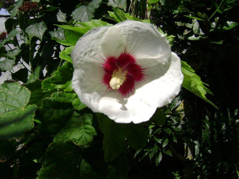 002 hibiscus sans nom.jpg