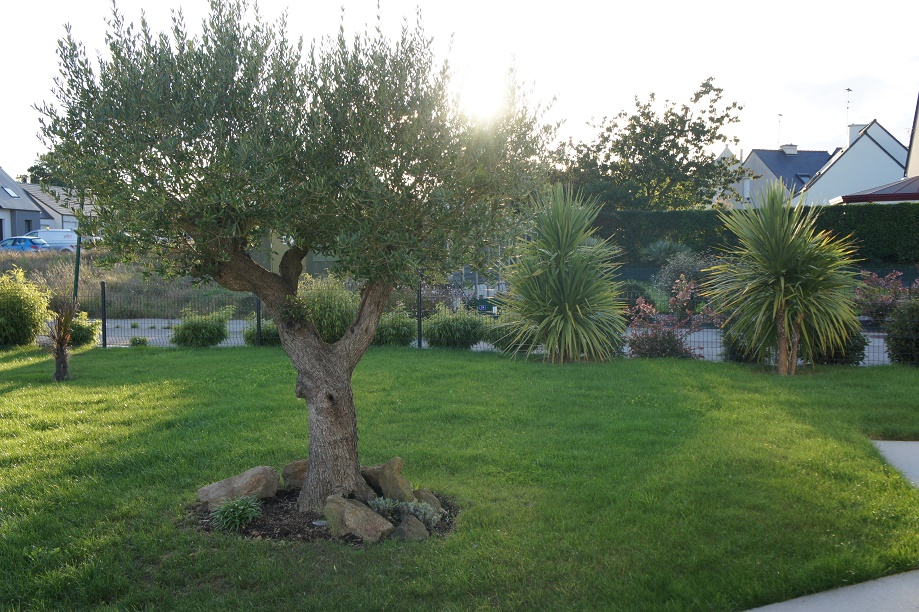 Oliviers, cordylines