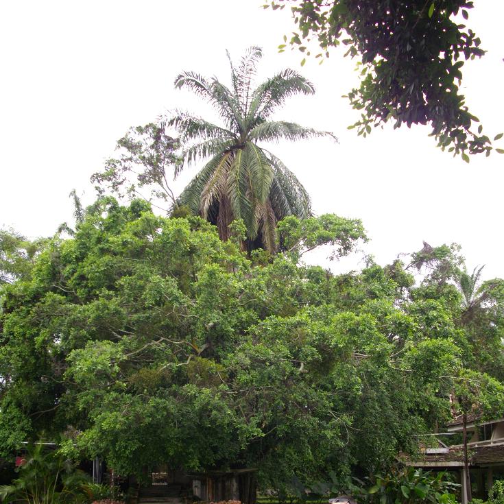 Ce palmier à huile et ce ficus retusa ne présente pas deux troncs distincts. Le figuier étrangle le stipe...