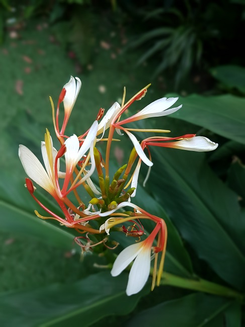 Hedychium spitacum 27082017 (2).jpg