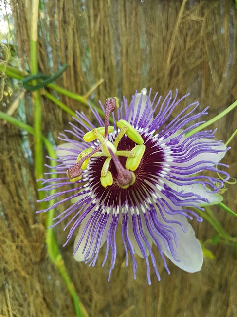 Passiflora Purple Haze 24092017.jpg