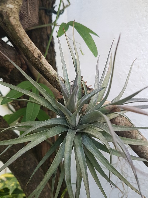 Tillandsia Aeranthos 24092017.jpg