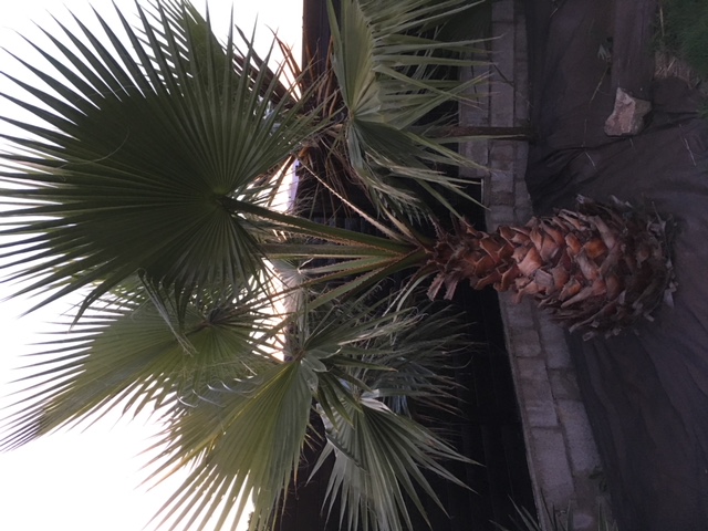 Washingtonia robusta
