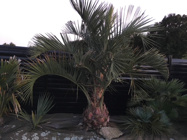 Butia capitata qui récupère et qui devrait être très beau l'année prochaine