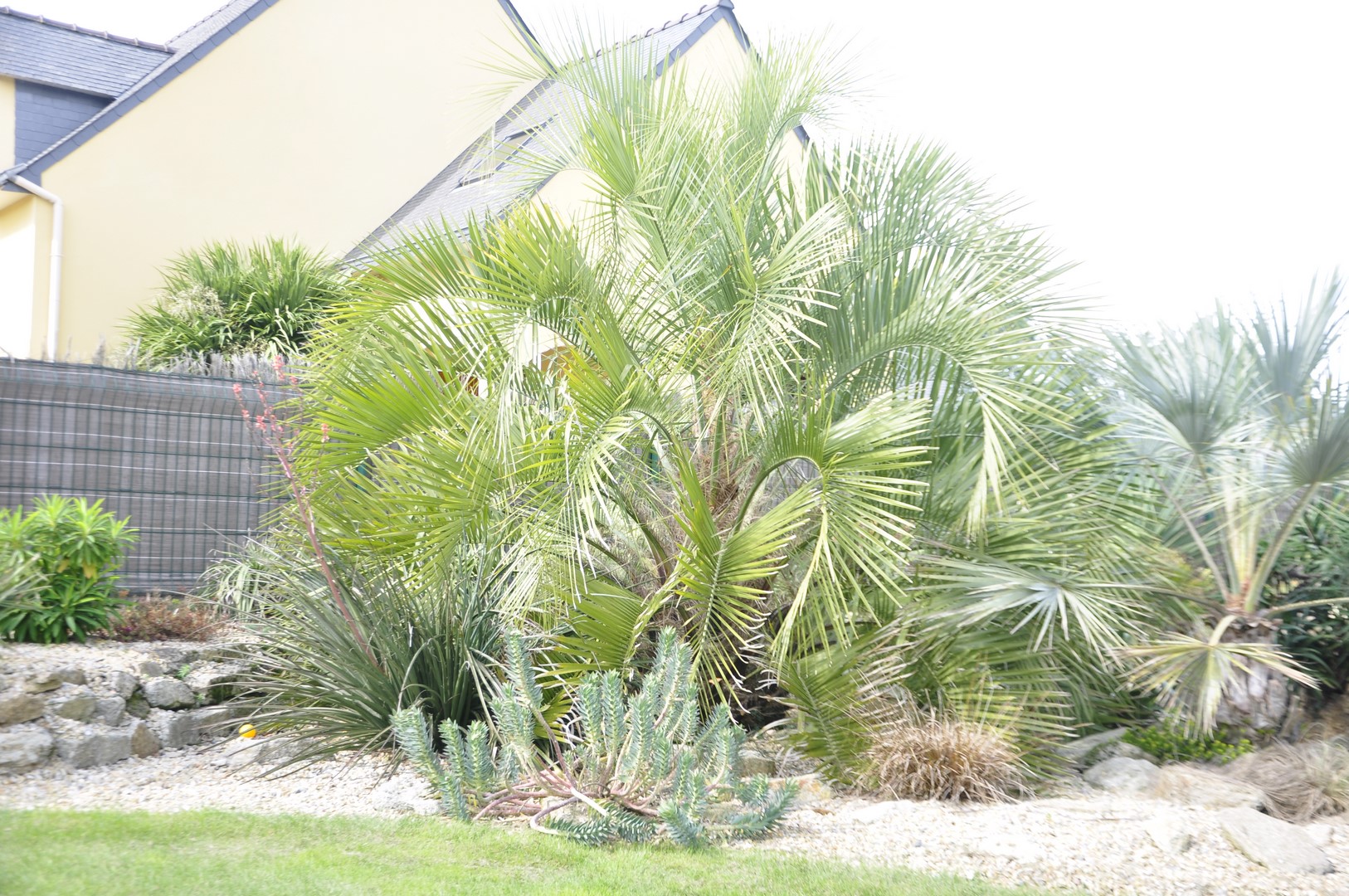 Butia Eriospatha (Copier).JPG