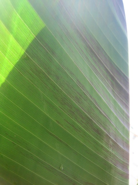 musa sikkimensis (5) [680x640].JPG