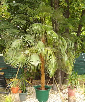 le voici en place sous un arbre pour son acclimatation extérieur