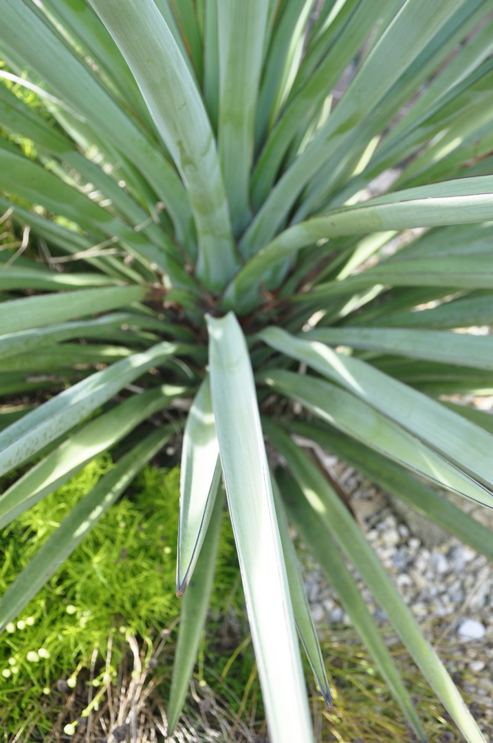 Yucca Torreyi 2.JPG