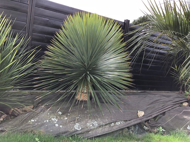 Voici mon yucca qui pousse assez vite je trouve