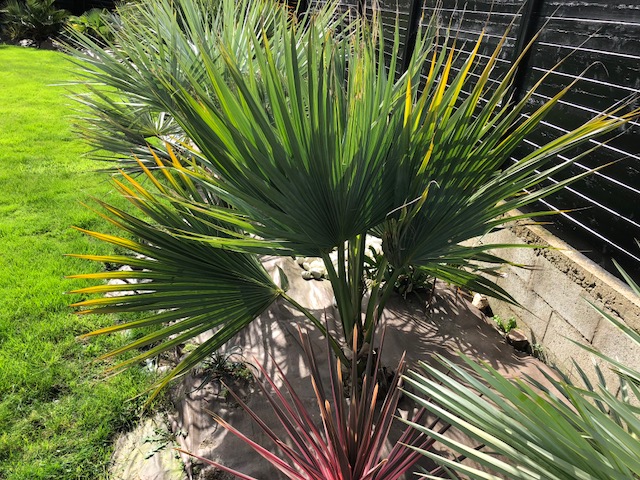 Un sabal avec une inflorescence