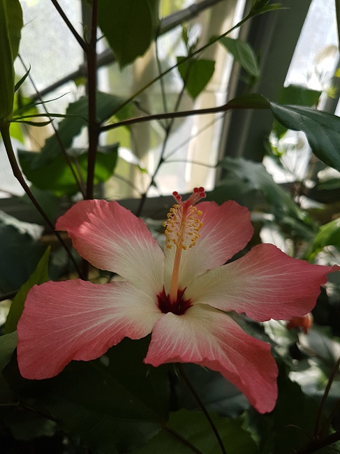 Jardin des Plantes Ile aux Palmiers sept 2017 (4).jpg