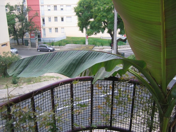 musa sikkimensis (6) [680x640].JPG