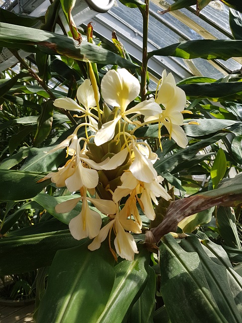 Jardin des Plantes Ile aux Palmiers sept 2017 (2).jpg