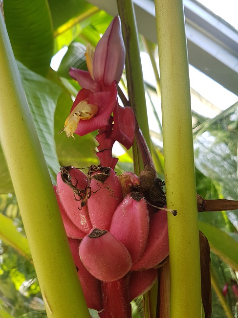 Jardin des Plantes Ile aux Palmiers sept 2017 (3).jpg