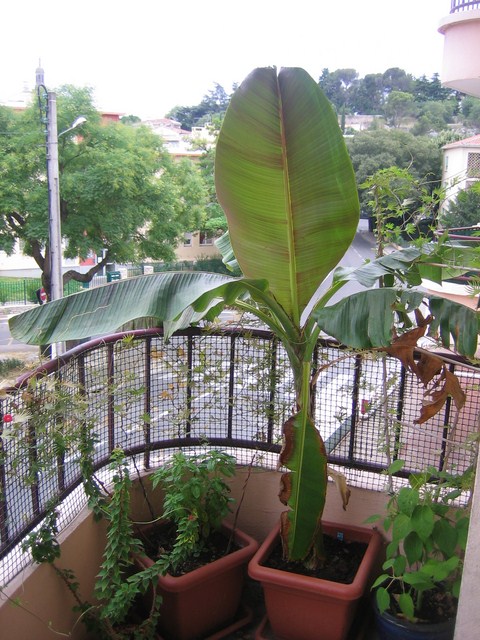 musa sikkimensis (7) [680x640].JPG