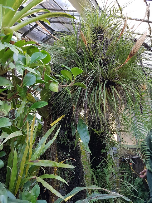 Support épyphites jardin des Plantes Nantes (1).jpg
