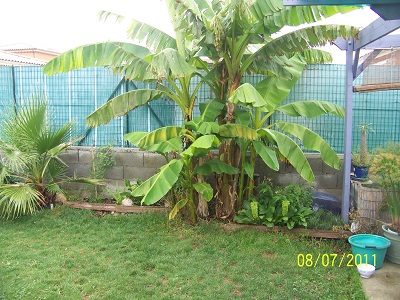 bananiers 07082011.JPG