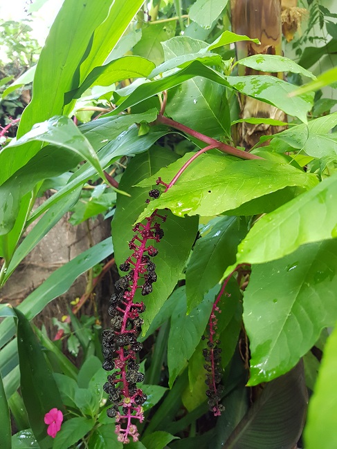 Phytolacca americana .jpg