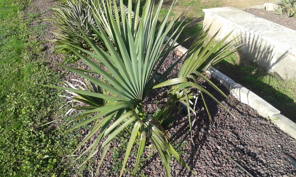 Sabal Palmetto