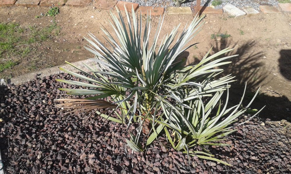 Chaméarops humilis cérifera argentea