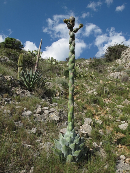 Ag.parrasana et palmeri, début de floraison, Foncaude.jpg