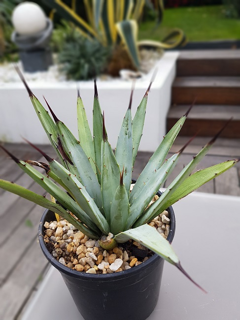 Agave Macroacantha.jpg