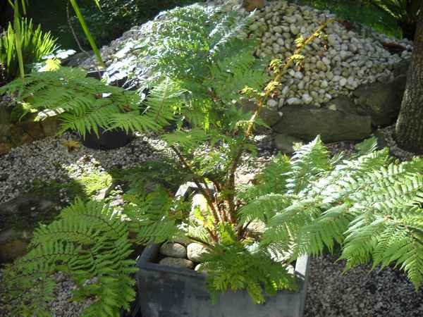 DSCN0238.JPG