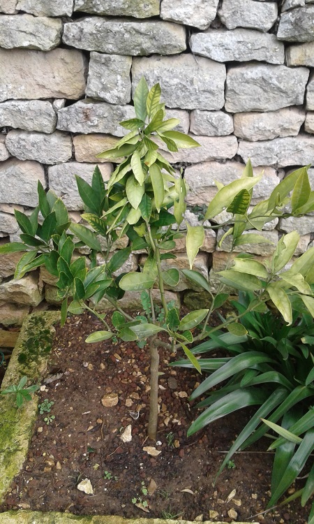 satsuma (2).jpg