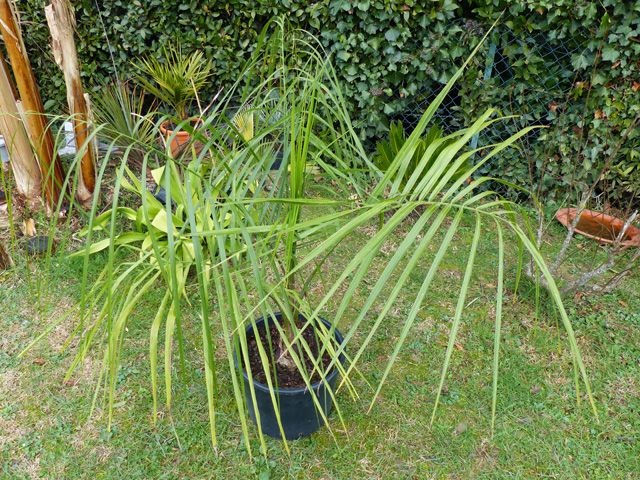 P1130228fh.jpg