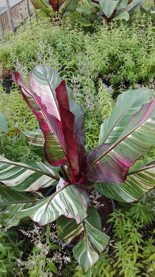 ensete maurellii variegata REDIM.jpg