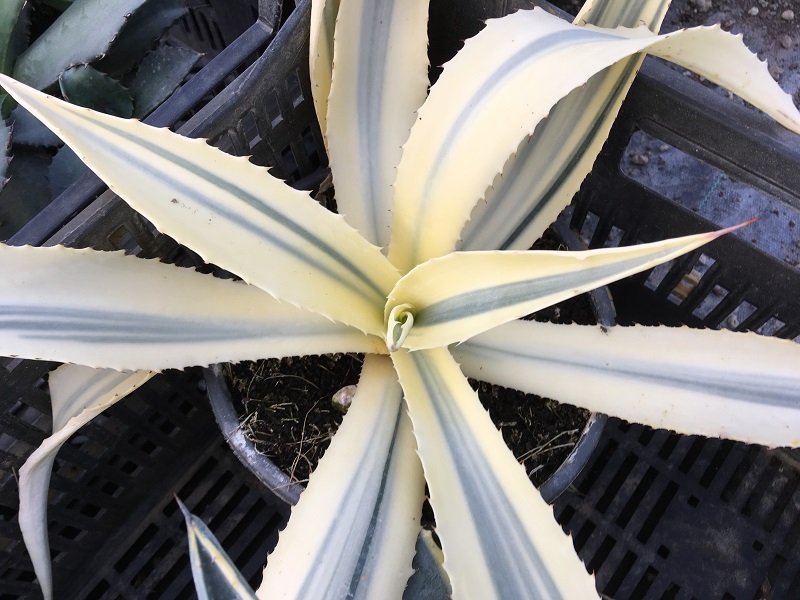 agave americana panachée 2 REDIM.jpg