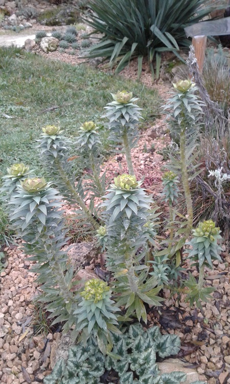 Euphorbia rigida ( en boutons !)