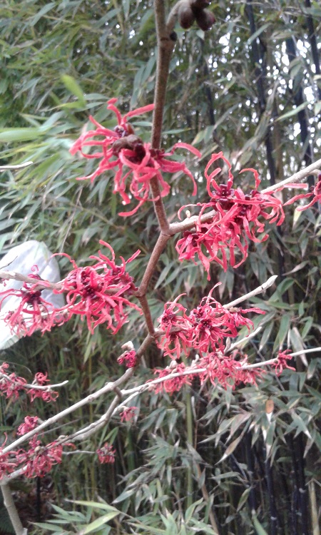 Hamamelis intermedia