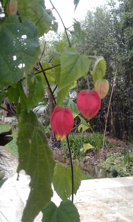 Abutilon megapotamicum (encore en fleurs !)