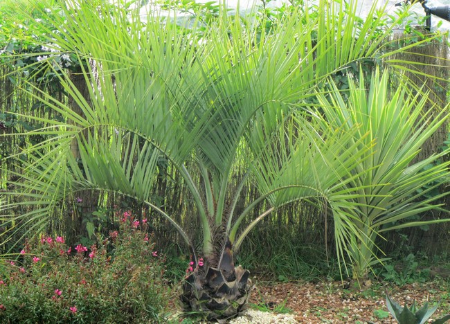 Butia odorata (Copier).JPG