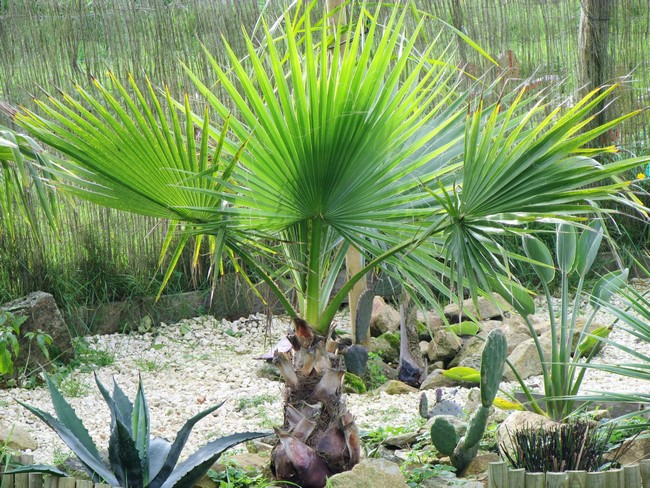 washingtonia filibusta (Copier).JPG