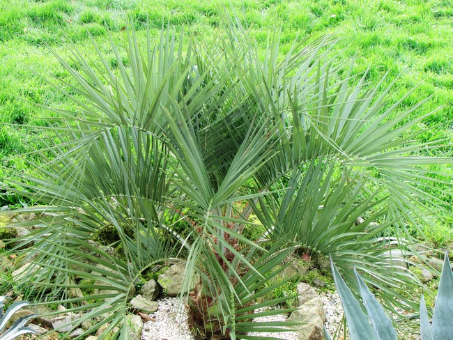 butia odorata 1 (Copier).JPG