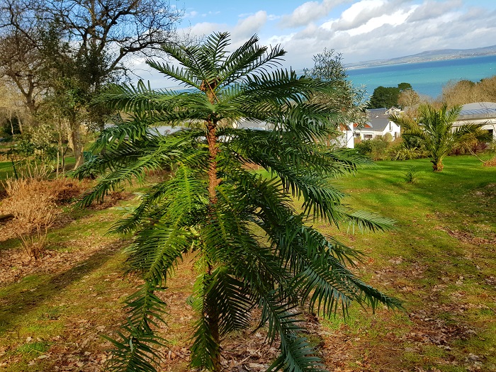 Le Wollemia Nobilis qui ne va pas tarder à me dépasser !