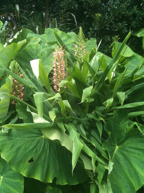 Hedychium GB (2).JPG