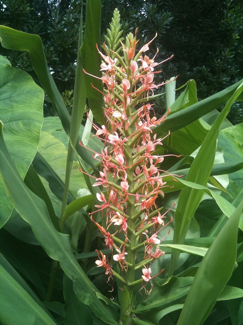 Hedychium GB (1).JPG