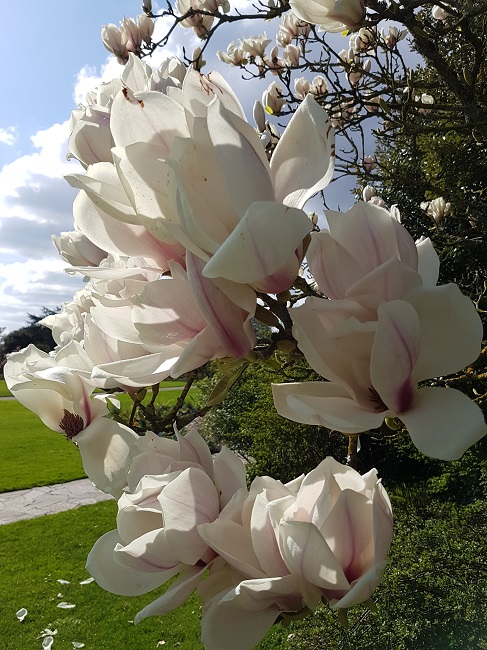 Magnolia B Beaujoire Nantes (1).jpg