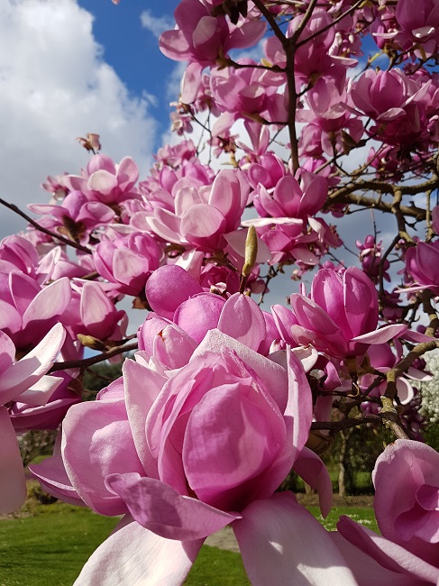 Magnolia Beaujoire Nantes (4).jpg