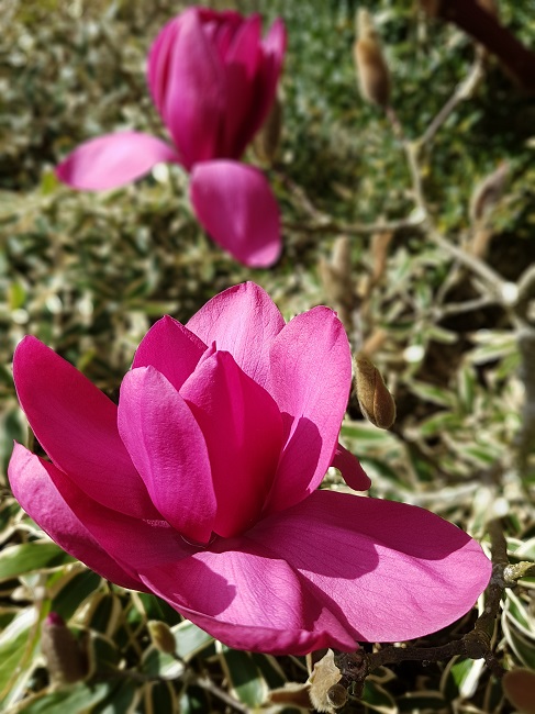 Magnolia Beaujoire Nantes (1).jpg