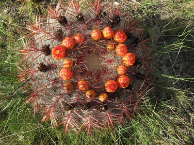 Ferocactus pillosus Foncaude.jpg