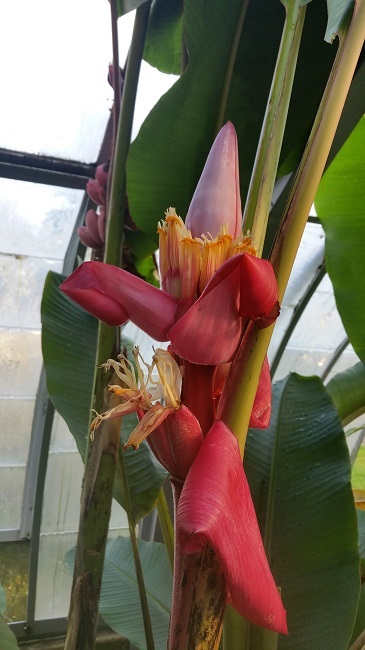 Serre Musa velutina.jpg